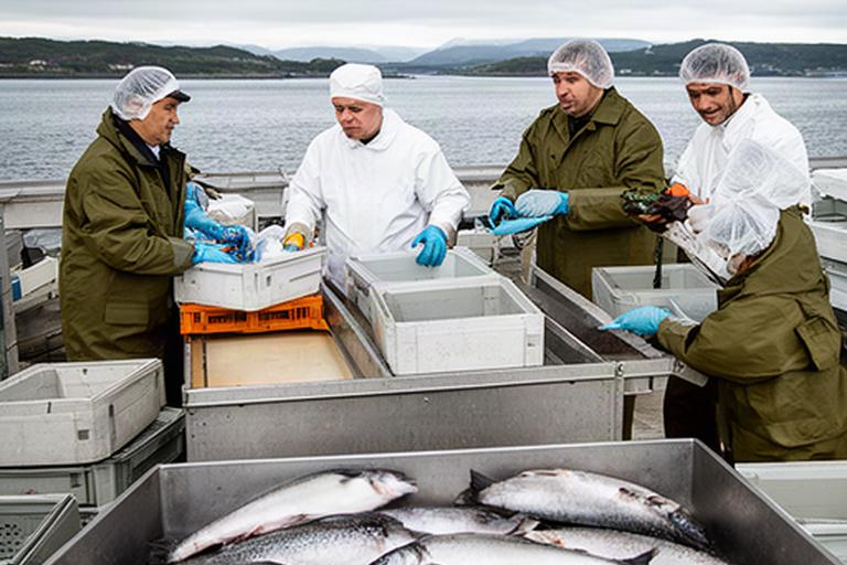Fiskemottak ved kysten med ansatte som håndterer fersk fisk i Steinkjer-området